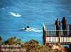 Nullarbor - Whale Platform